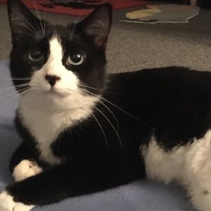 Meet your Posher, Tomomi